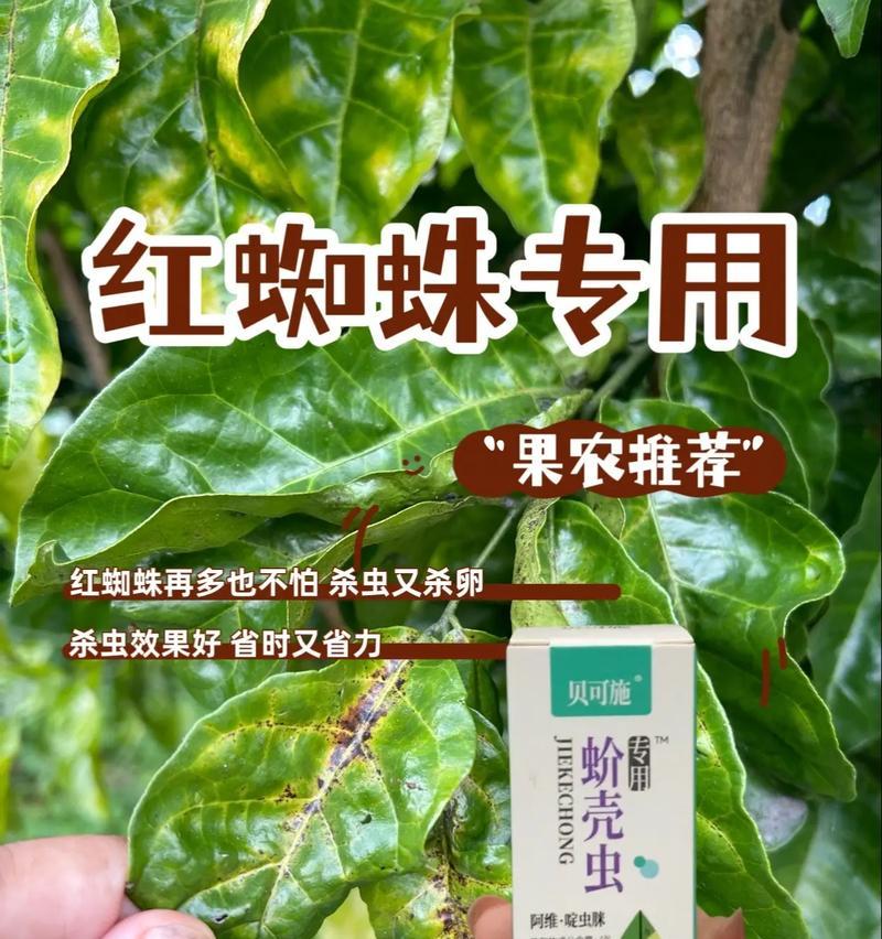 植物上的蜘蛛如何有效去除？