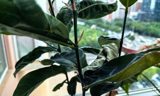 植物上的蜘蛛如何有效去除？