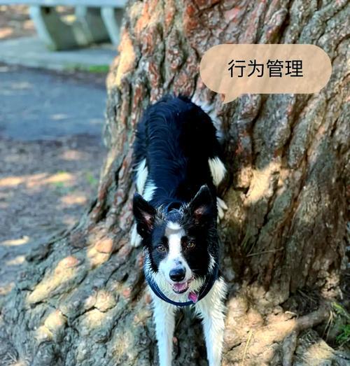 狗狗对哪些植物敏感？如何避免宠物误食？