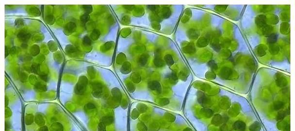 植物在黑暗中变异会变成什么？这种变异植物叫什么名字？