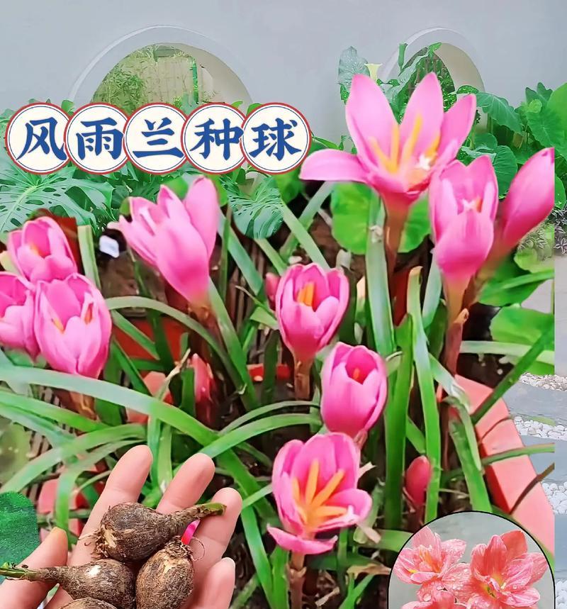 哪些种球花卉品种最容易种植？特好种的种球花卉有哪些特点？