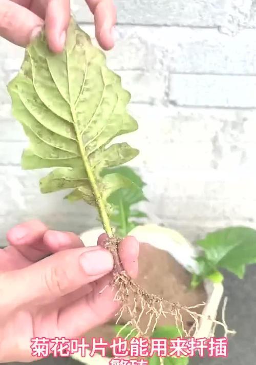 哪些植物最适合扦插繁殖？扦插繁殖的步骤是什么？