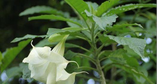 致命常见植物的识别方法是什么？