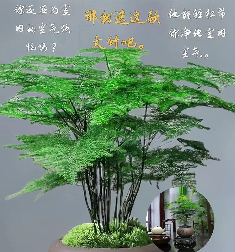室内植物造景常用的植物有哪些？