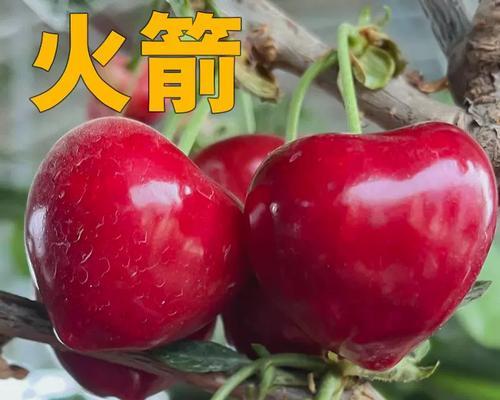 火箭樱桃树的管理方法和注意事项是什么？