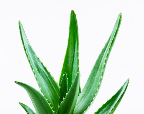 有哪些既多刺又美观的植物适合室内？