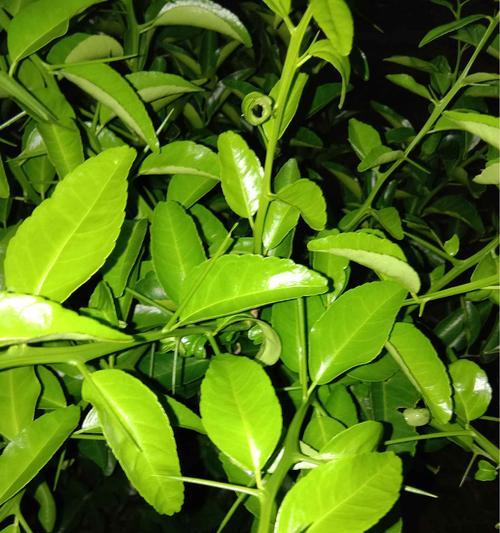 有哪些既多刺又美观的植物适合室内？