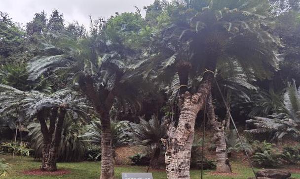 仙湖植物园的具体位置在哪里？参观仙湖植物园需要注意什么？