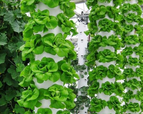 直杆围栏植物有哪些？它们的种植和维护方法是什么？