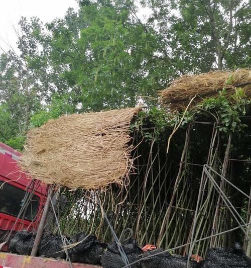 直杆围栏植物有哪些？它们的种植和维护方法是什么？