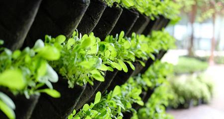 直杆围栏植物有哪些？它们的种植和维护方法是什么？