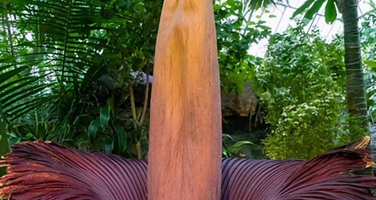 世界上有哪些神奇的植物？它们的神奇之处在哪里？