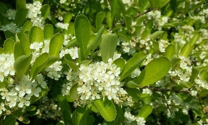 火柳是什么植物？它有哪些独特的生长特性？
