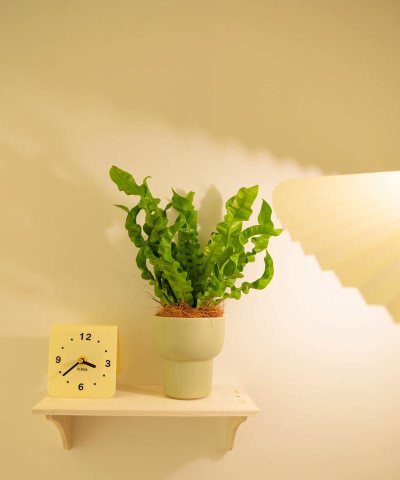 室内抽烟时适合摆放哪些植物？它们有什么好处？
