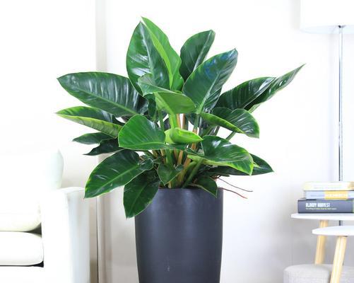 室内抽烟时适合摆放哪些植物？它们有什么好处？