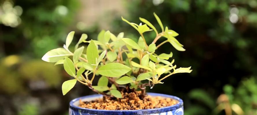 迷你盆栽种植技巧是什么？如何保持其健康成长？