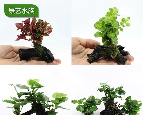 鱼缸中如何正确插植植物根？插植植物根的步骤和注意事项是什么？