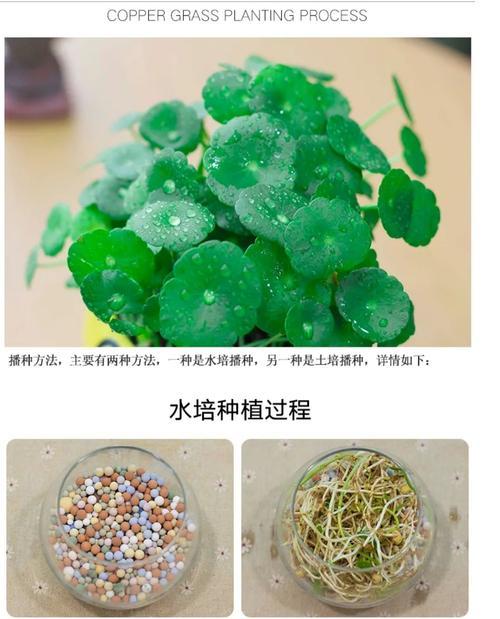 鱼缸中如何正确插植植物根？插植植物根的步骤和注意事项是什么？