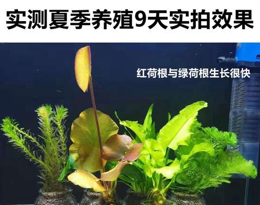 鱼缸中如何正确插植植物根？插植植物根的步骤和注意事项是什么？