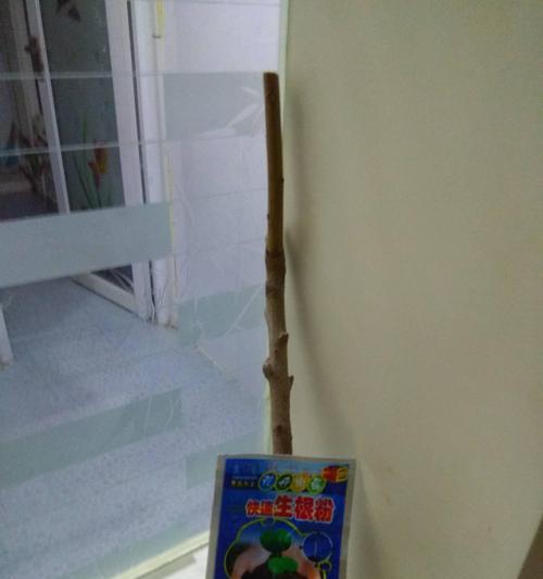 扦插桃树时如何正确使用生根剂？效果如何？