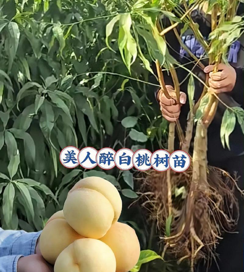 怎么样嫁接桃树？有哪些步骤和技巧？