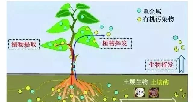 什么植物可以形成酶？这些植物在生物工程中有何应用？