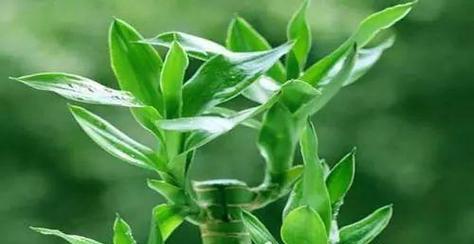 什么植物可以形成酶？这些植物在生物工程中有何应用？