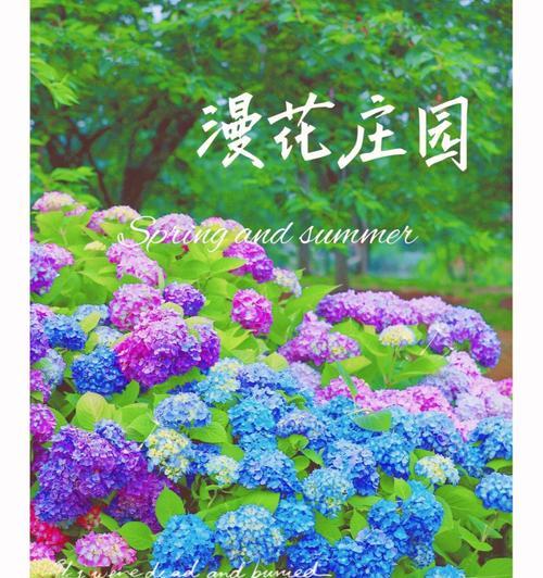 漫花庄园里有哪些珍稀的花卉品种？这些花卉的特色是什么？