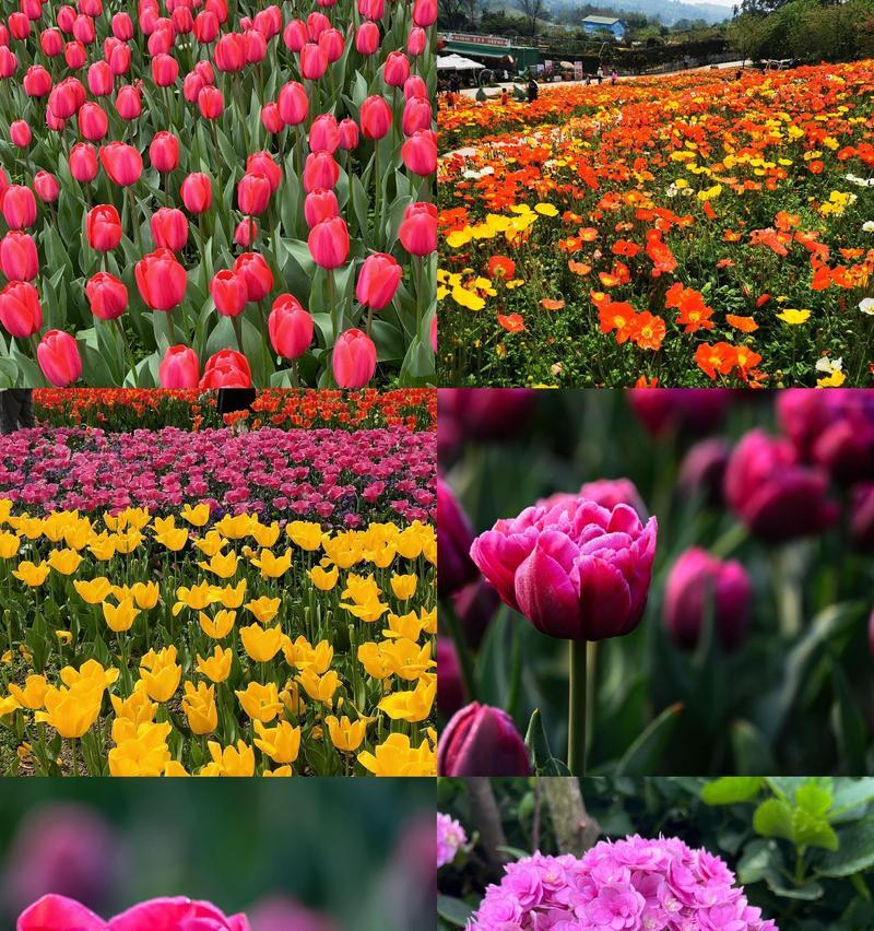 漫花庄园里有哪些珍稀的花卉品种？这些花卉的特色是什么？