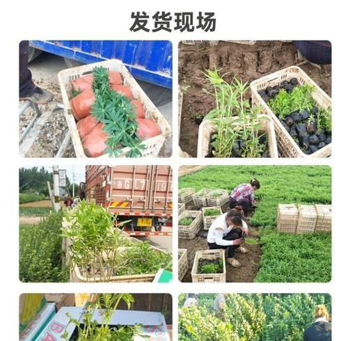 虞美人盆栽种植的合法性依据是什么？