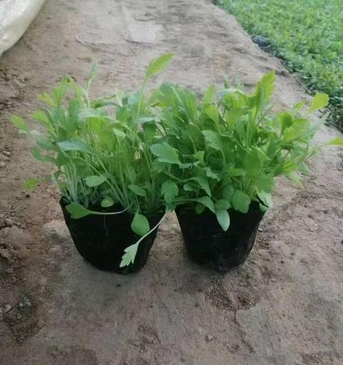 虞美人盆栽种植的合法性依据是什么？