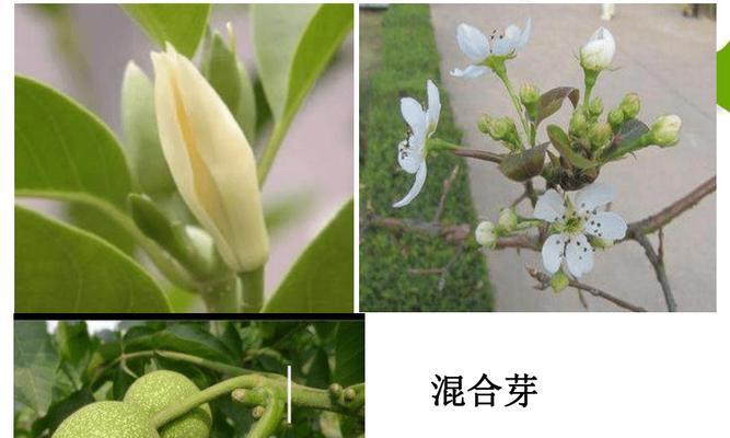 植物的茎上通常有什么结构？这些结构有什么功能？