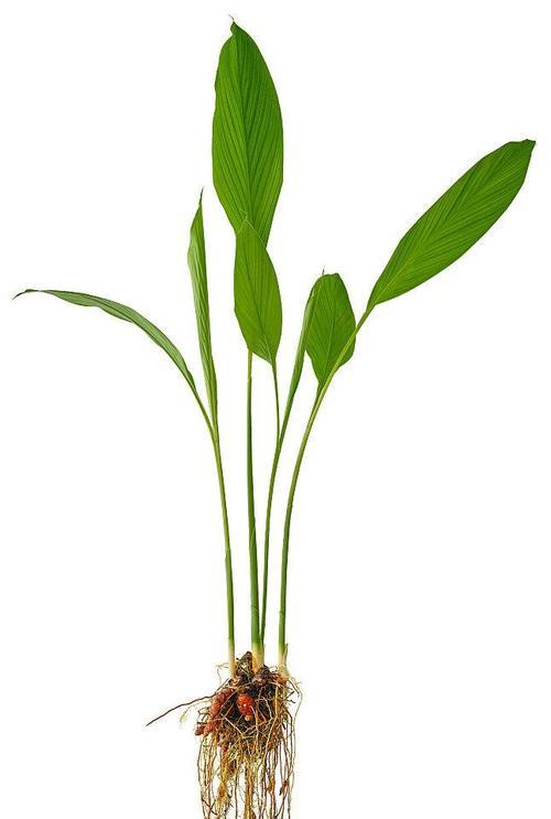 植物的茎上通常有什么结构？这些结构有什么功能？
