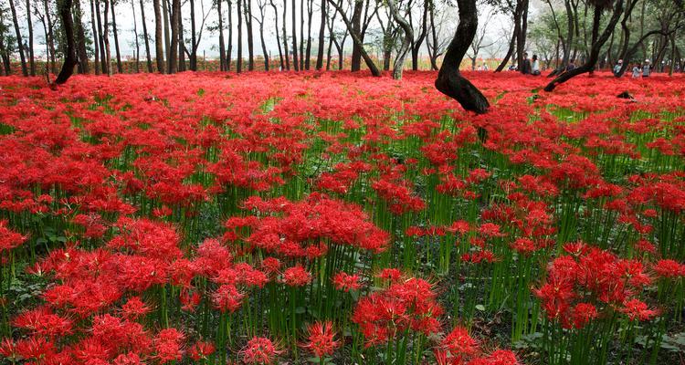 根系更好生长的花卉是什么？如何促进花卉根系生长？