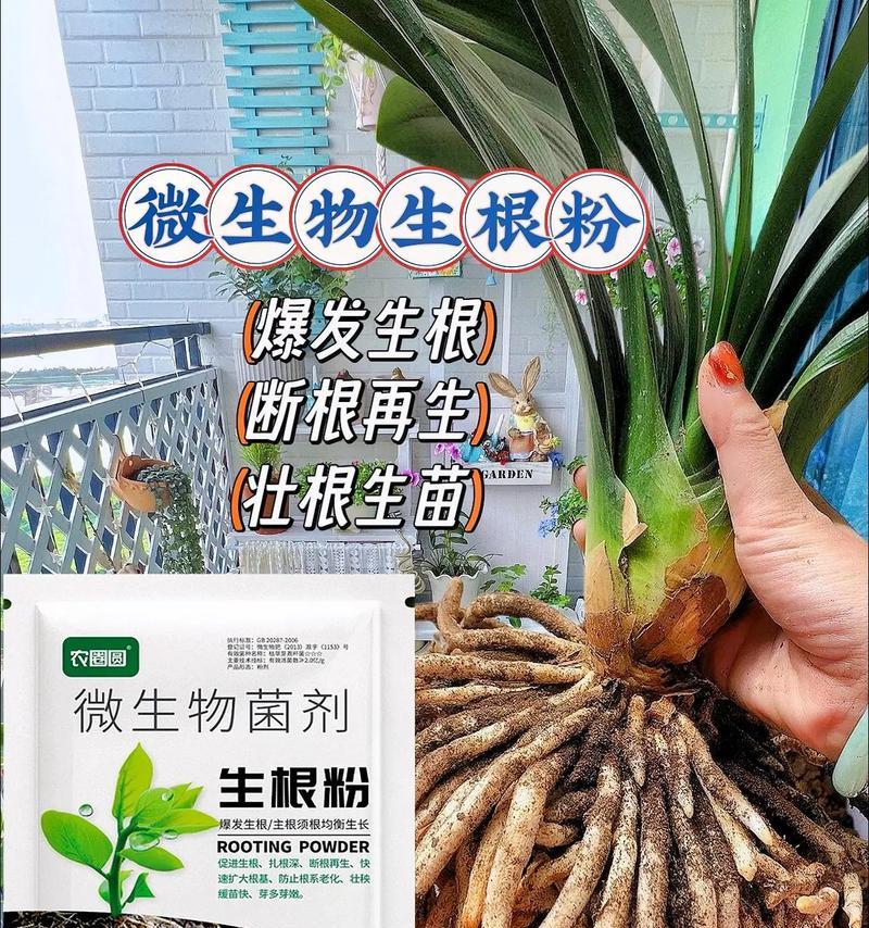 根系更好生长的花卉是什么？如何促进花卉根系生长？