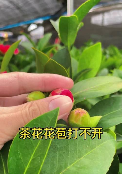 根系更好生长的花卉是什么？如何促进花卉根系生长？