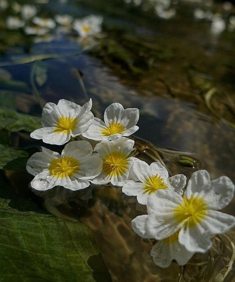 海菜花多久成保护植物的？海菜花的保护级别如何？