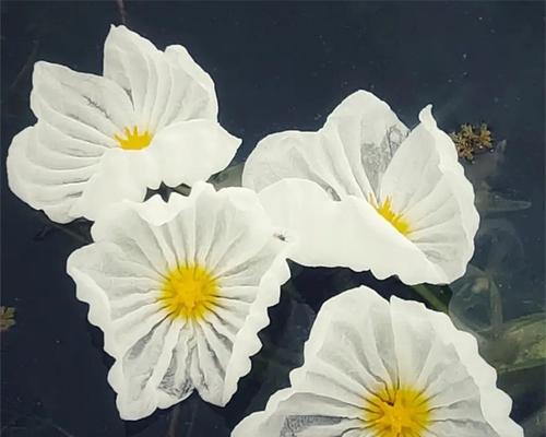 海菜花多久成保护植物的？海菜花的保护级别如何？