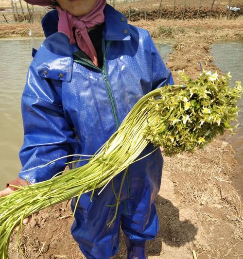 海菜花多久成保护植物的？海菜花的保护级别如何？