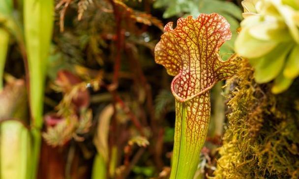 自然界中有哪些比植物更厉害的生物？它们有何独特之处？