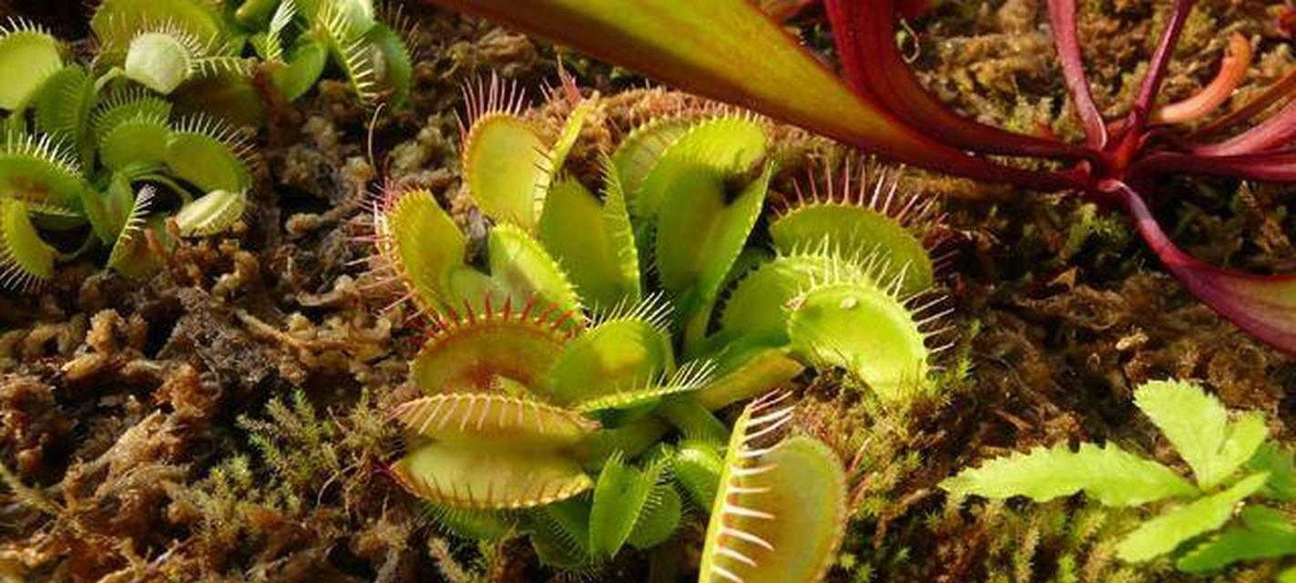 自然界中有哪些比植物更厉害的生物？它们有何独特之处？