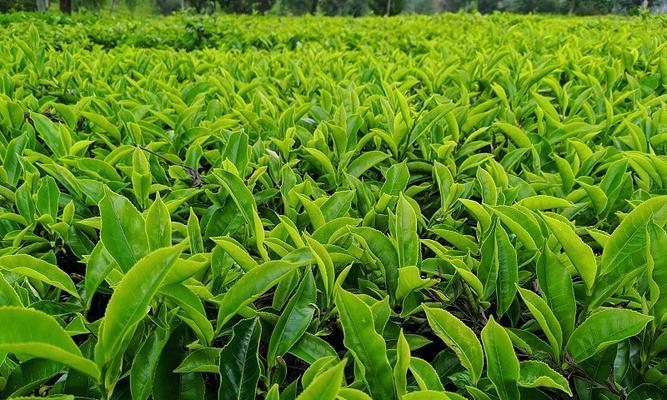 茶树属于哪种植物？茶树的特性是什么？
