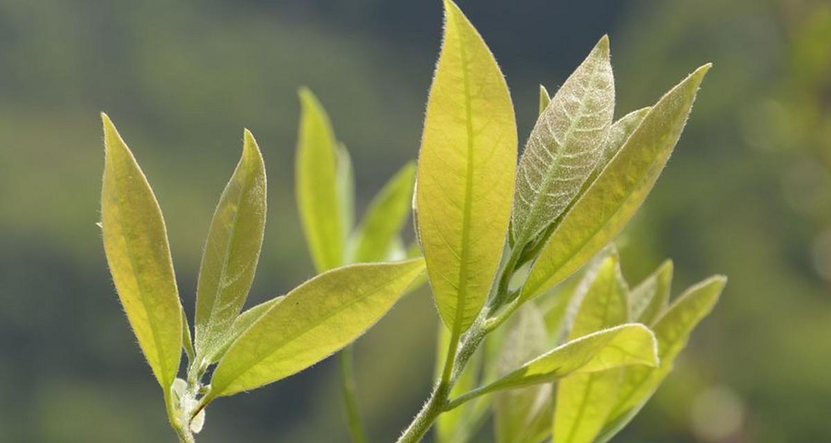 茶树属于哪种植物？茶树的特性是什么？