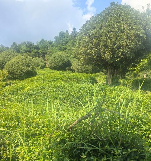 茶树属于哪种植物？茶树的特性是什么？