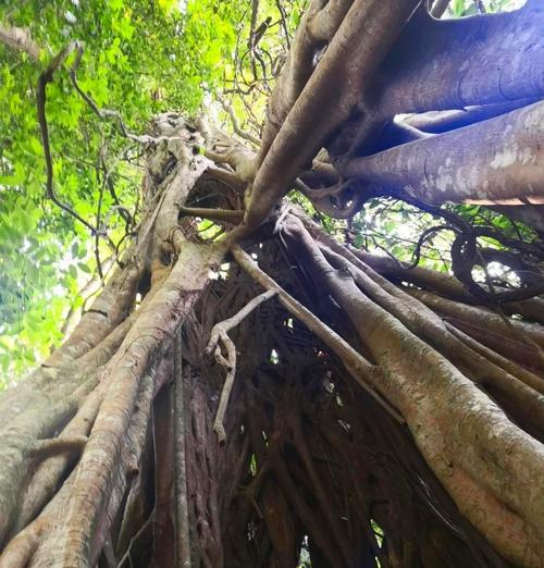 版纳雨林有哪些代表性植物？这些植物的特性是什么？