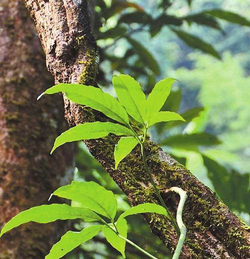 版纳雨林有哪些代表性植物？这些植物的特性是什么？