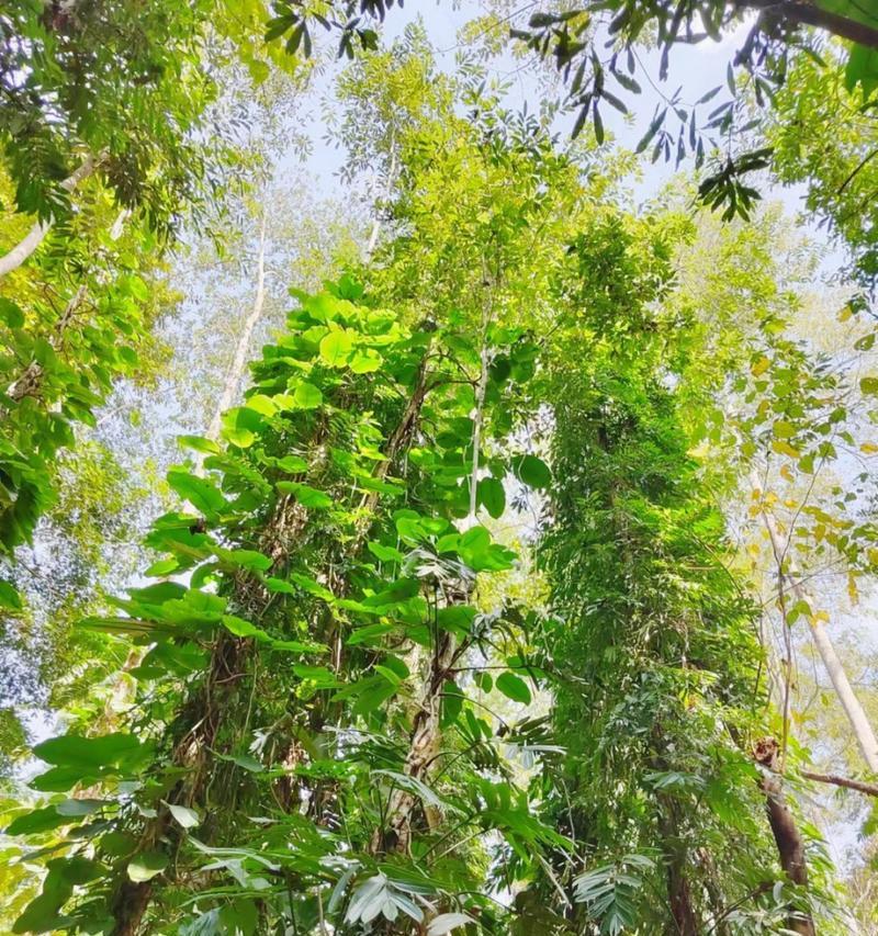 版纳雨林有哪些代表性植物？这些植物的特性是什么？