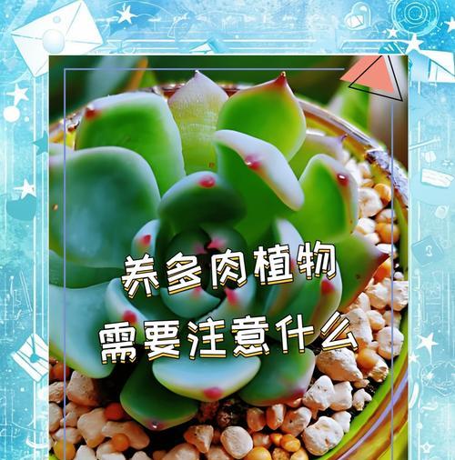如何正确养护多肉植物以促进其健康成长？