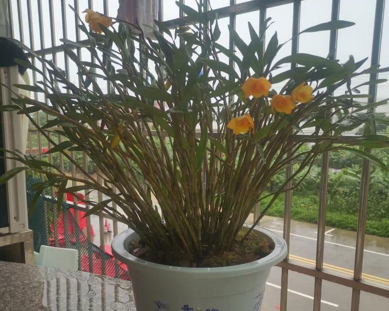 长得像石斛盆栽的植物叫什么？它们的区别在哪里？