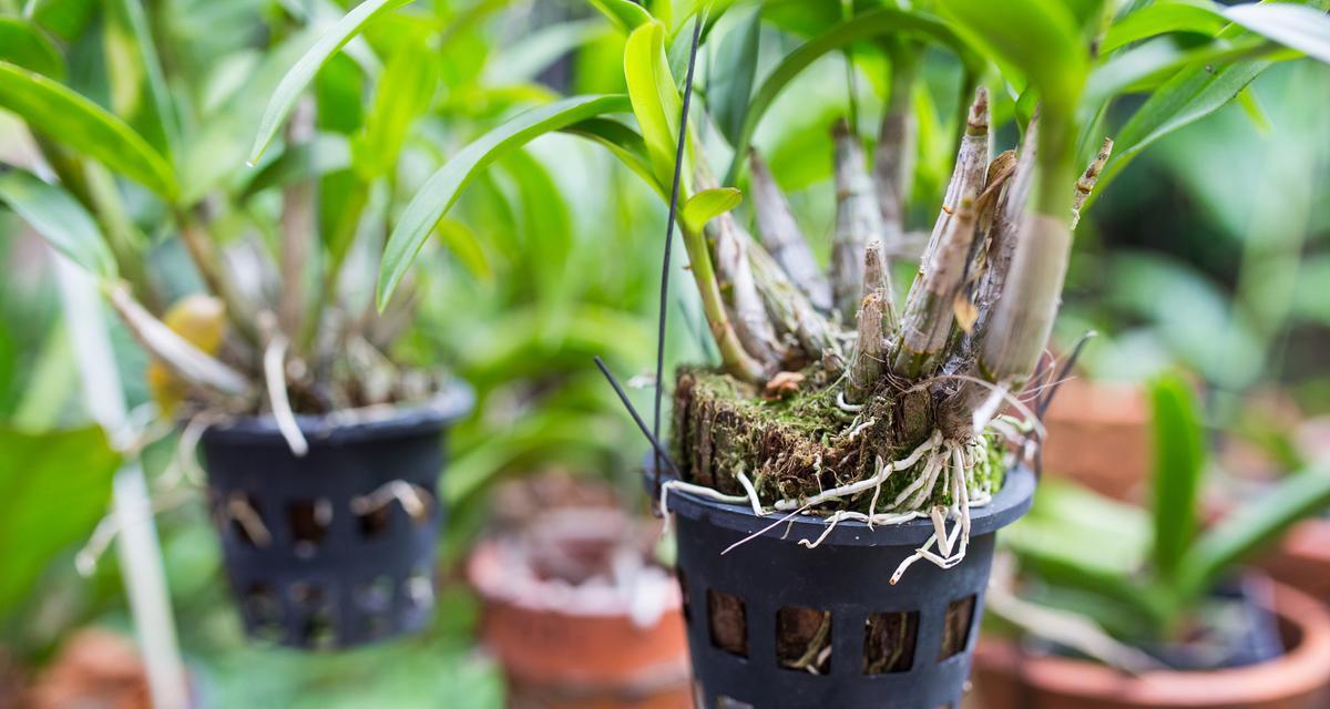 长得像石斛盆栽的植物叫什么？它们的区别在哪里？